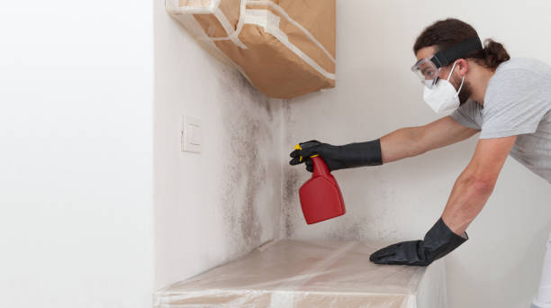 Professional Black Mold Removal technician working in Winburne, PA
