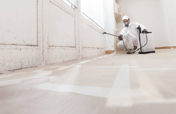 24/7 Emergency Black Mold Removal experts in Winburne, PA