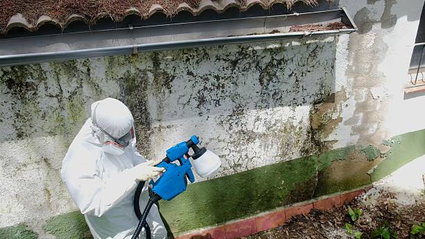 Top rated local Mold Cleanup specialists in Winburne, PA